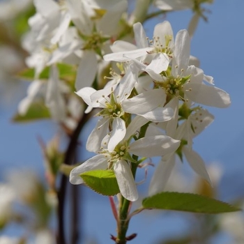 Amelanchier canadensis 'Sprizam' - Spring Glory® Serviceberry
