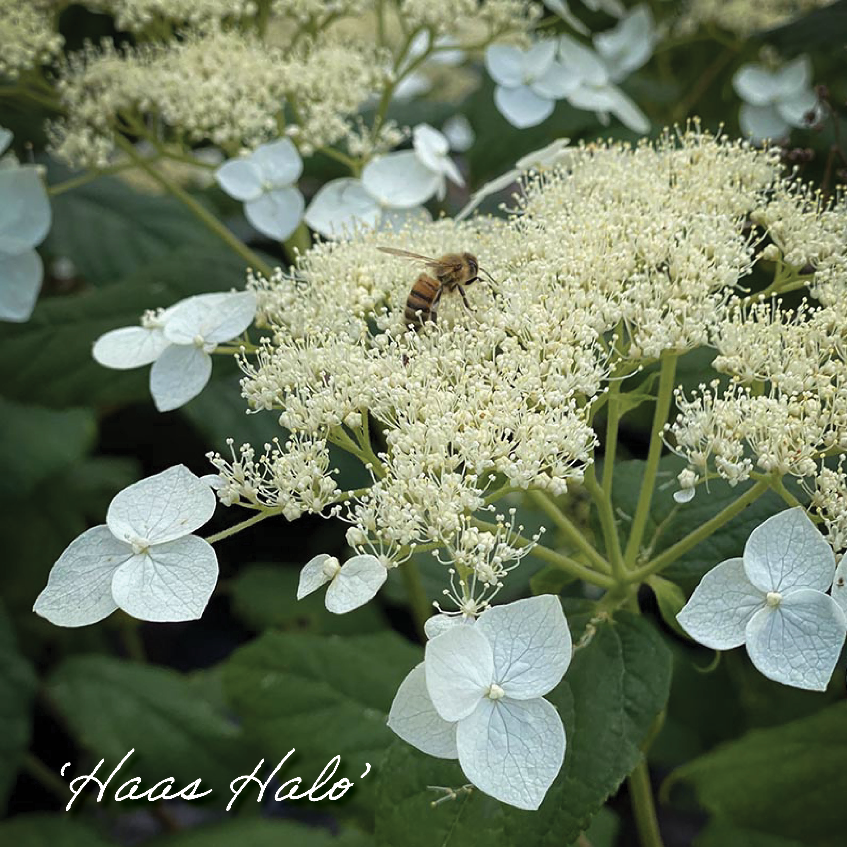 Native Hydrangeas New in Store -