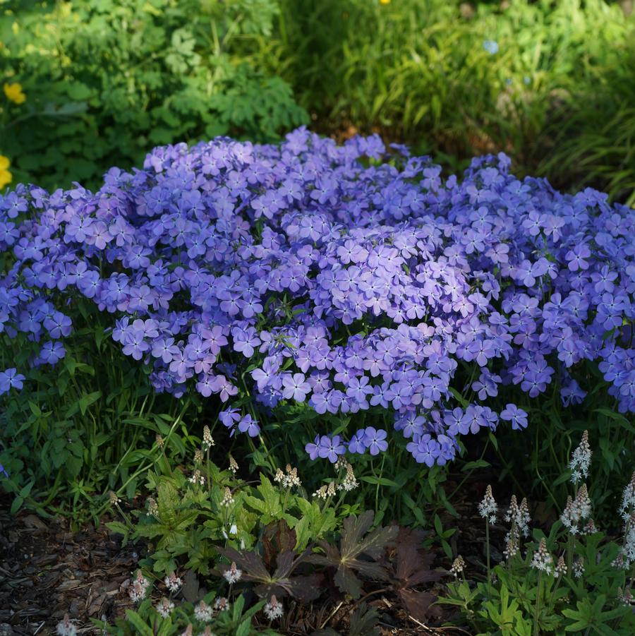 Phlox Blue Moon