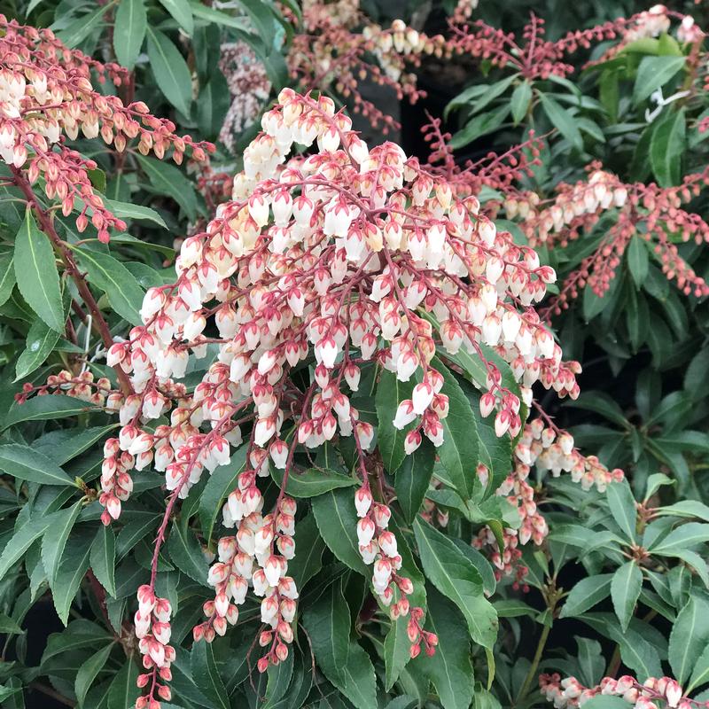 Pieris japonica Dorothy Wyckoff