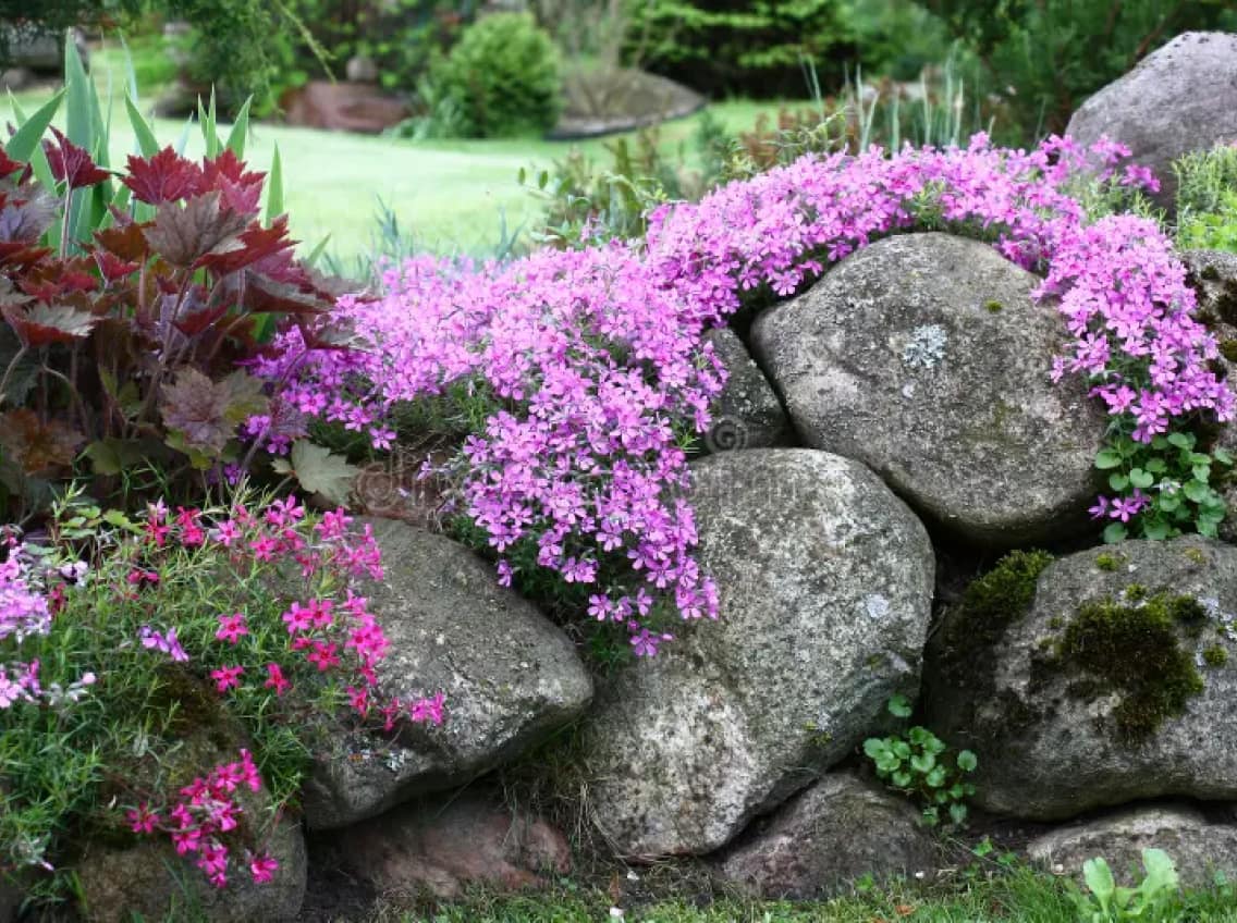 Creeping phlox cascading over a stone wall