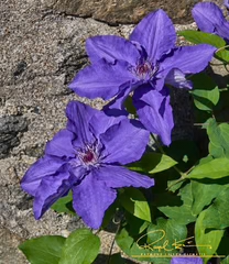 Clematis Lindsey