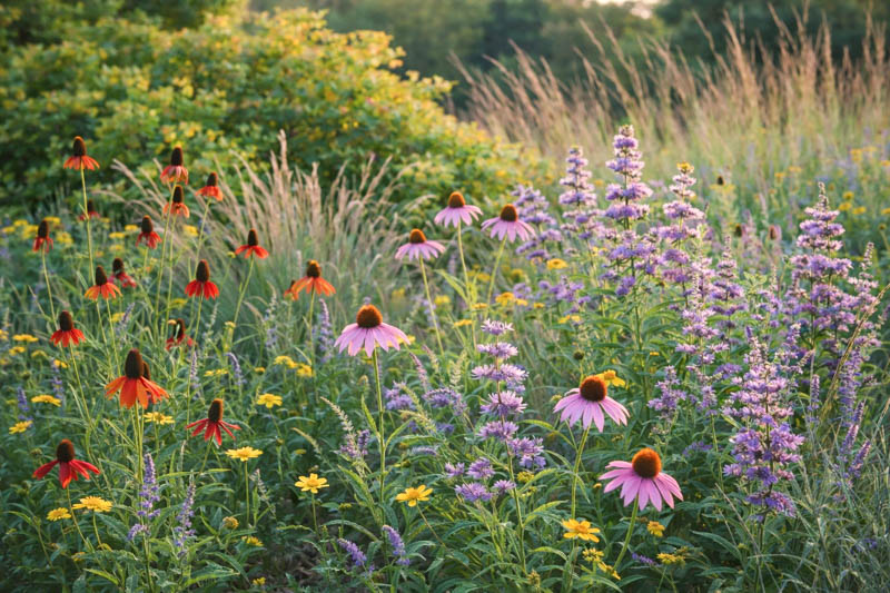 Native grasses adding texture and movement to a meadow planting