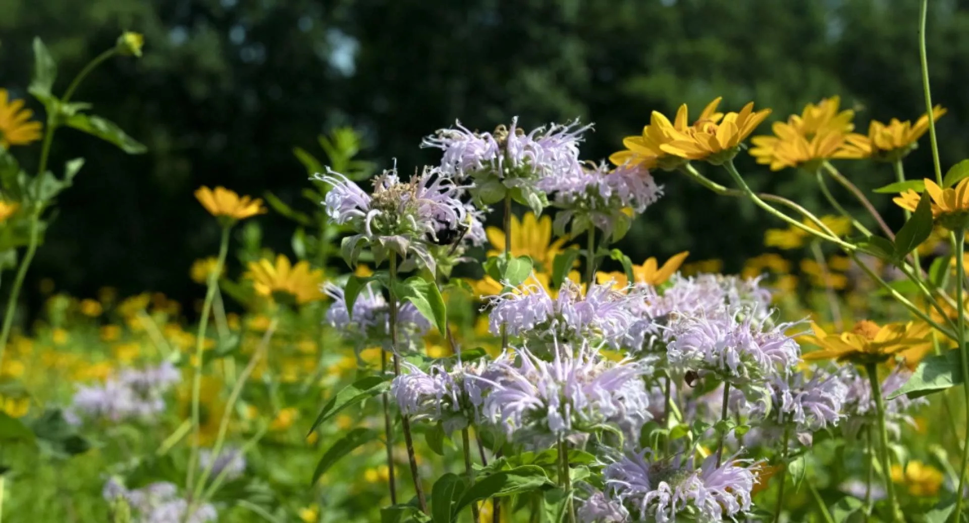 Monarda growing in a pollinator garden with summer perennials