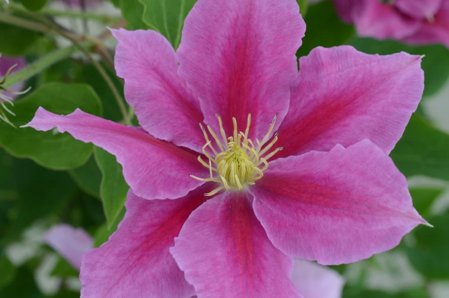 Clematis Vicki