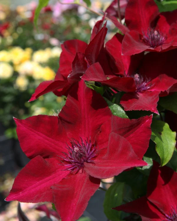 Clematis Nubia