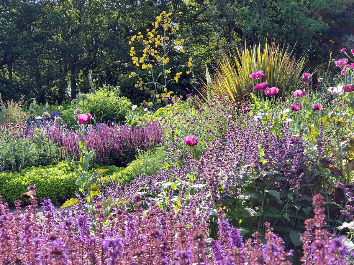 Salvia and phlox growing together in a layered sunny border