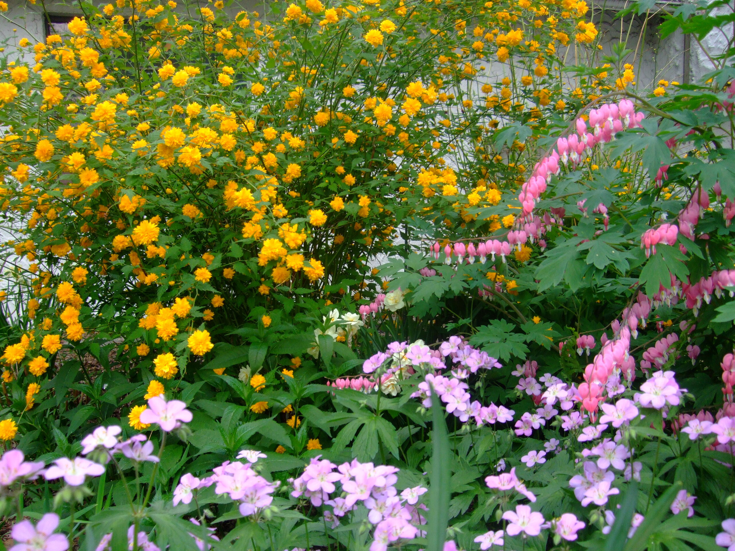Japanese kerria growing in a shaded garden border with spring companions